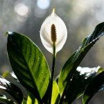 The 10p Trick to Revive a Drooping Peace Lily Instantly.